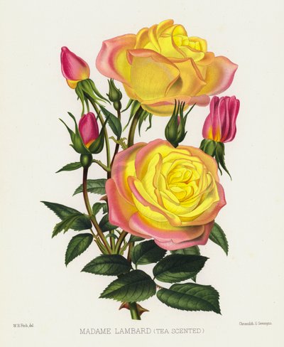 The Rose Garden: Madame Lambard, Tea Scented by English School